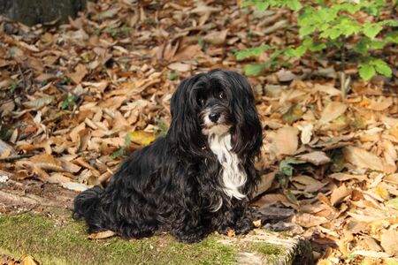 A young Havanese