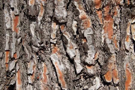 Tree bark as a background