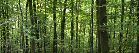 Green forest in the sunlight