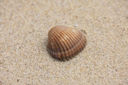 A seashell lie on the sandy beach