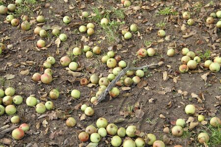 A fall fruit meadow with green apples