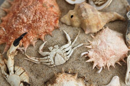 Different shells from the Caribbean