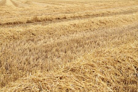 A mowed field of straw