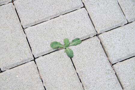 Weeds grow between the paving stones