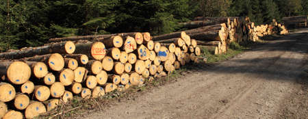 a freshly felled wooden pile in the forest