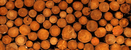 a freshly felled wooden pile in the forest