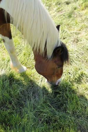 A beautiful horse in the pastureの写真素材