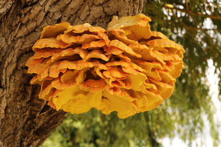 a yellow sulfur mushroom (Laetiporus sulphureus) on a pastureの写真素材