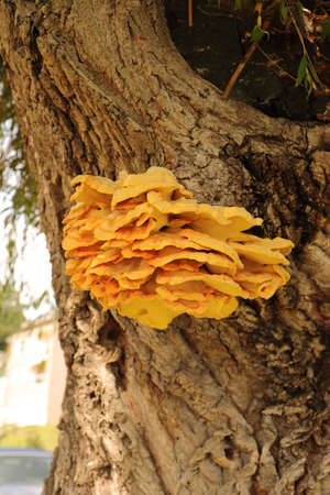 a yellow sulfur mushroom (Laetiporus sulphureus) on a pasture