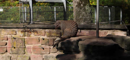 a mongoose sits on a stone and yawnsの写真素材
