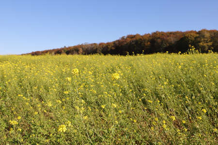 a rapeseed field with blue sky