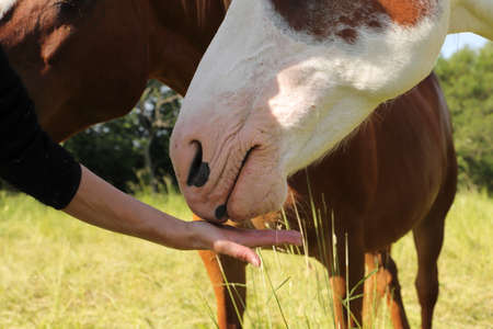 a nice funny portrait of a horse
