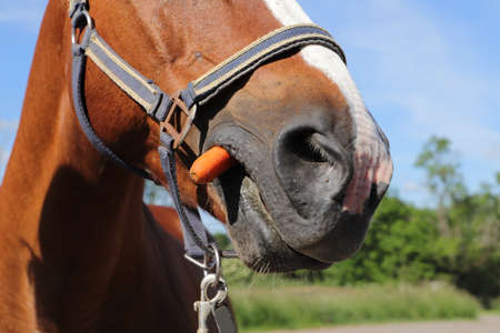 a nice funny portrait of a horseの写真素材