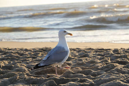 a seagull runs across the beachの写真素材