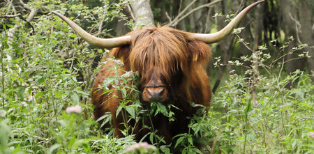 Scottish highland cattle on the meadow