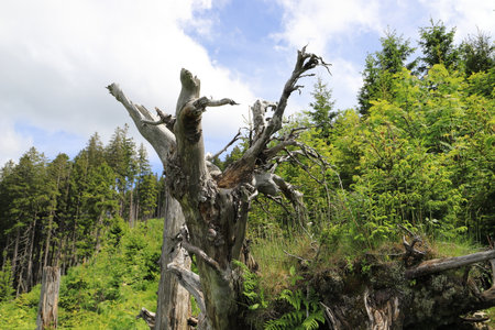 an old dead tree in a clearing