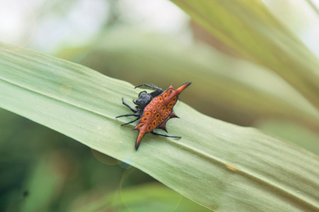 cute shelled spider on sunshine leafの写真素材