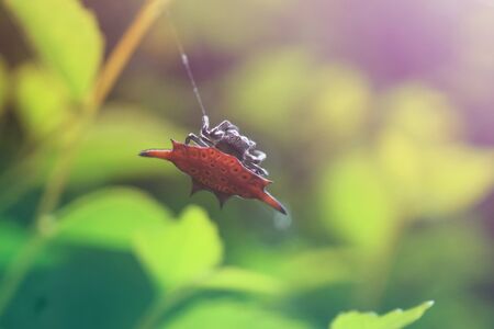cute shelled spider on sunshine background