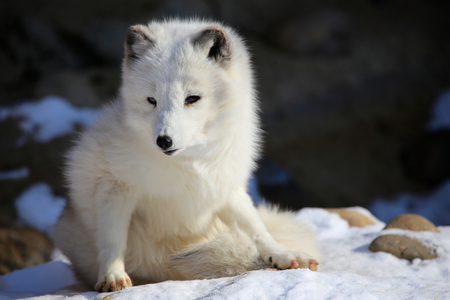 Cute Arctic Fox in snowの写真素材