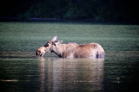 Moose wading in a lake eating in Glacier National Parkの写真素材