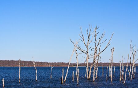 A reservoir filled with dead treesの写真素材