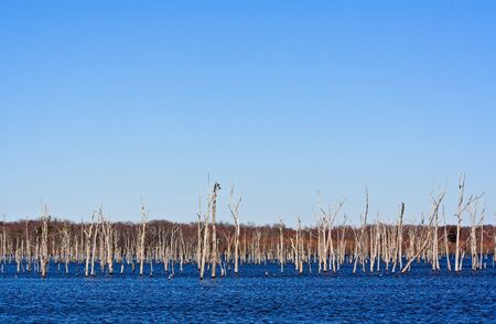 A reservoir filled with dead treesの写真素材
