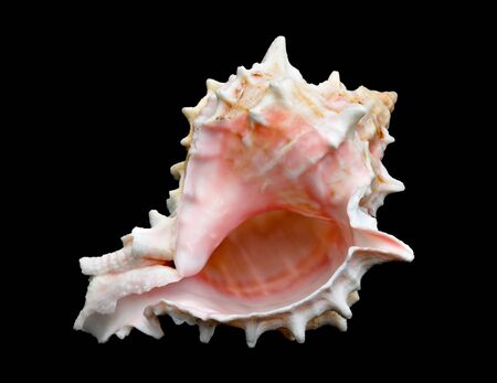 An isolated conch seashell over black. This is #8 in a series.