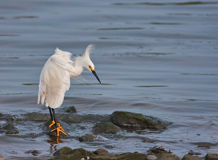 A snowy egret on rocks in the waterの写真素材