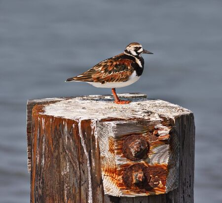 A ruddy turnstone bird on a wooden perch with out of focus water in the backgroundの写真素材