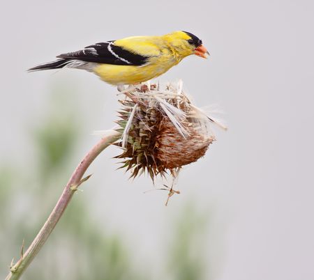 American Goldfinch (Spinus tristis), also known as the Eastern Goldfinch and Wild Canary. This photo shows the breeding male.の写真素材