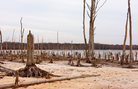Dead Trees in the forest around a lake with low water levelsの写真素材
