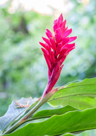 A red tropical flower with a green backgroundの写真素材