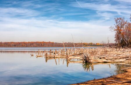 A lake dead, fallen treesの写真素材