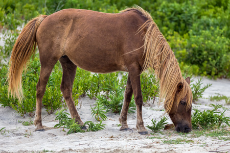 A Wild pony, horse, of Assateague Island, Maryland, USA. These animals are also known as Assateague Horse or Chincoteague Ponies. They are a breed of feral ponies that live in the wild on an island off the coast of Maryland and Virginia. It is unknown how the animals originally populated the island, although there are a few legends.の写真素材