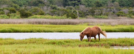 A group of wild ponies, horses, of Assateague Island on the beach in Maryland, USA. These animals are also known as Assateague Horse or Chincoteague Ponies.の写真素材