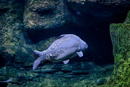 floating in an aquarium exoticの写真素材