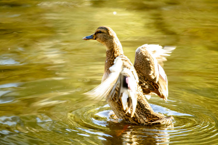 duck on the surface of an pond