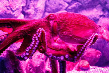 floating in an aquarium exoticの写真素材