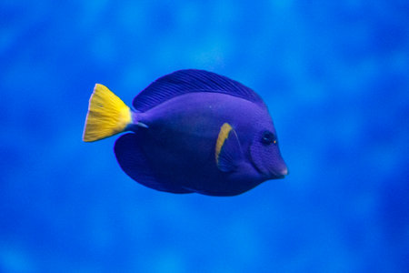 floating in an aquarium exoticの写真素材