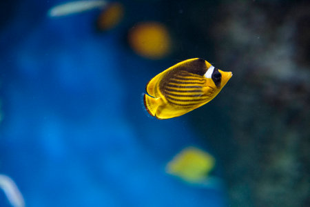 floating in an aquarium exoticの写真素材