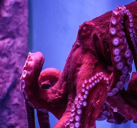 floating in an aquarium exoticの写真素材