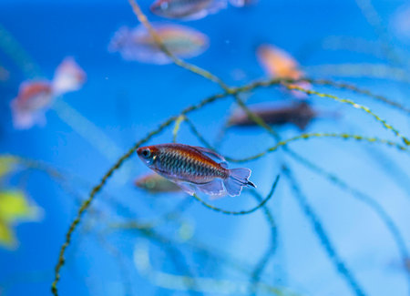 floating in an aquarium exoticの写真素材
