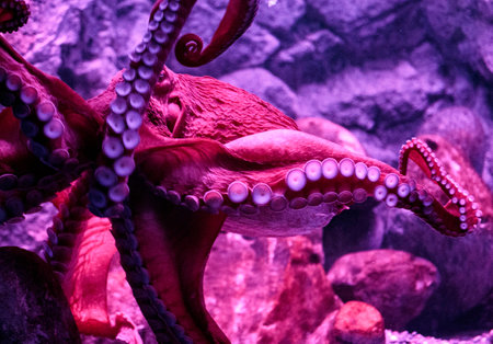 floating in an aquarium exoticの写真素材