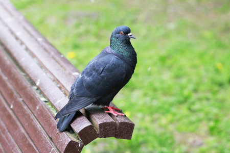 Pigeon on a park benchの写真素材