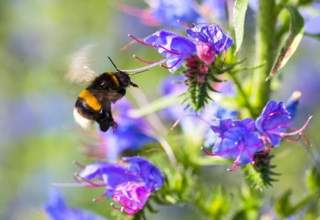 the honey bee among the flowersの写真素材