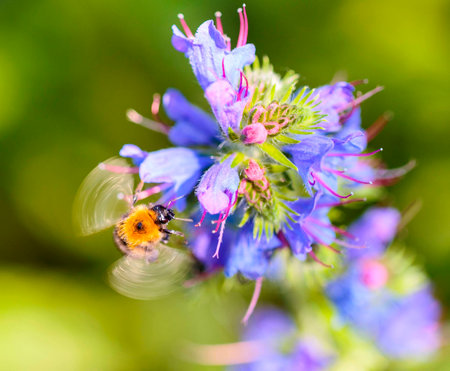 the honey bee among the flowersの写真素材