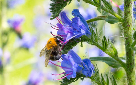 the honey bee among the flowersの写真素材