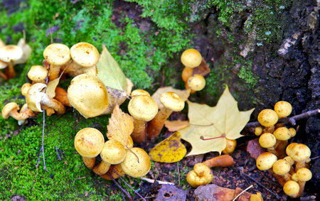 autumn landscape in the park