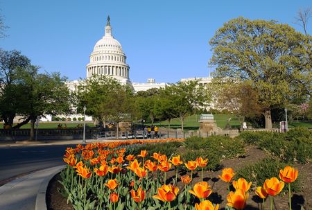 US Capitol and tulipsの写真素材