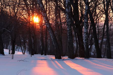 Sunset in winter forwstの写真素材